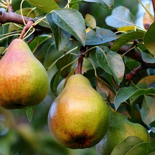 Саженцы Груша Дочь Амура