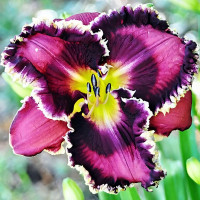 Саженцы Лилейник Bright In The Night (Брайт ин Найт)