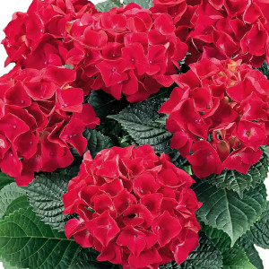 Гортензия крупнолистная Hot Red (Хот Ред)