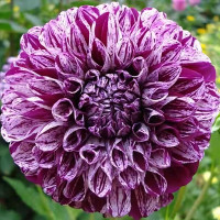 Саженцы Георгина помпонная Marble Ball (Марбл Болл)