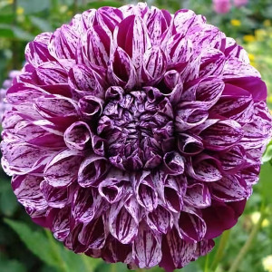 Саженцы Георгина помпонная Marble Ball (Марбл Болл)