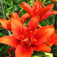 Луковицы  Лилия азиатская Crazy Twin (Крейзи Твин) (3шт.)