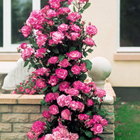 Саженцы Роза плетистая Хендель