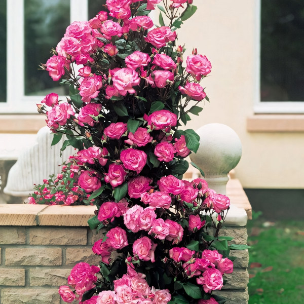 Саженцы Роза плетистая Хендель