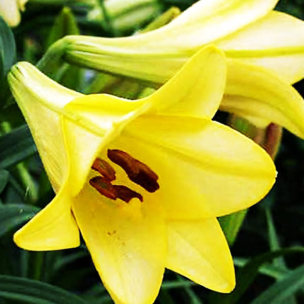 Луковицы  Лилия длинноцветковая Deliana (Делиана) (3шт.)