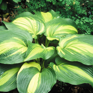 Саженцы Хоста Hollywood Lights (Голливуд Лайтс) S