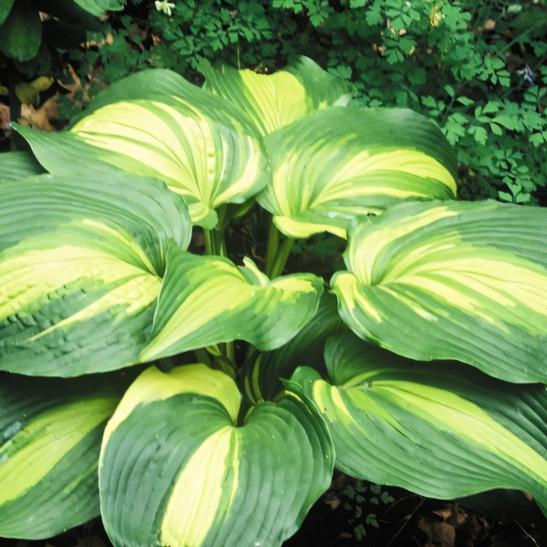 Саженцы Хоста Hollywood Lights (Голливуд Лайтс) S