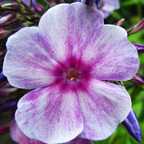 Саженцы Флокс Sternhimmel (Штернхиммель)