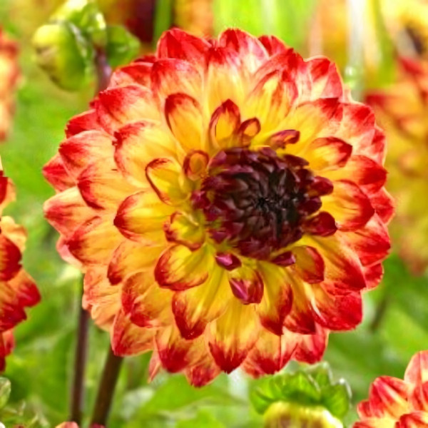 Саженцы Георгина Senior's Flame