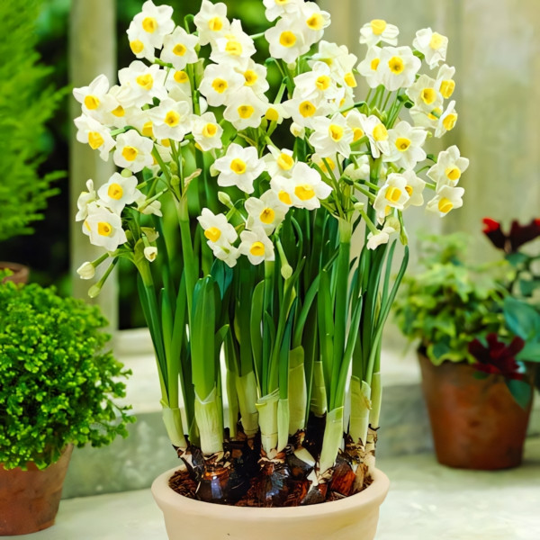 Луковицы Нарцисс Аваланш (в упаковке - 3шт.)