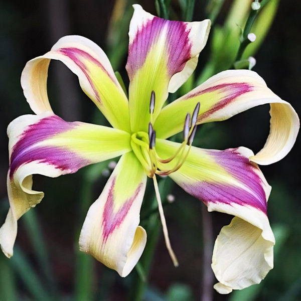 Саженцы Лилейник Flying Blue Dragon (флаинг Блю Дрэгон)