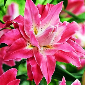  Лилия махровая восточная Dreamline (Дримлайн)