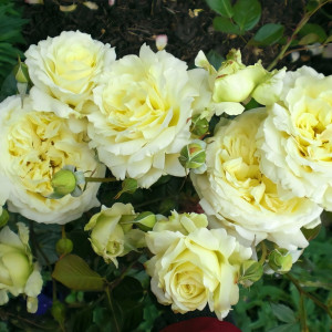 Саженцы Роза плетистая Эльф