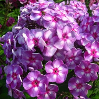 Саженцы Флокс Зарядье