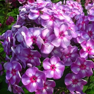 Саженцы Флокс Зарядье