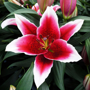  Лилия восточная King Solomon (Кинг Соломон)