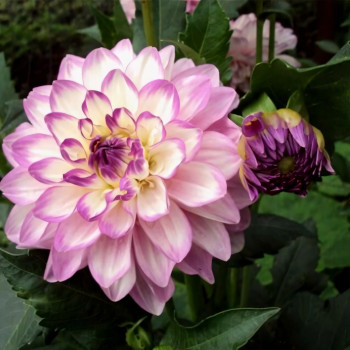 Саженцы Георгина Blue Wish