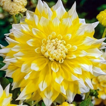 Саженцы Георгина декоративная макси Grand Prix (Гранд При)