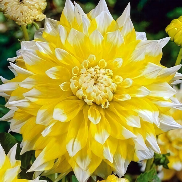 Саженцы Георгина декоративная макси Grand Prix (Гранд При)