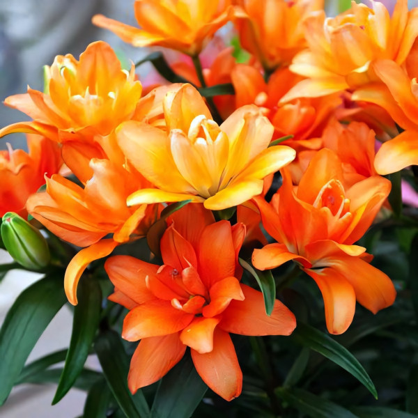 Луковицы  Лилия азиатская Tiny Double Dutch (Тайни Дабл Датч) (3шт.)