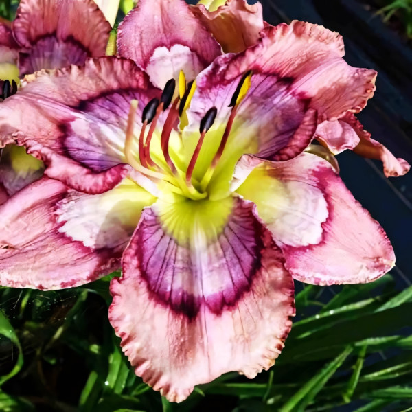 Саженцы Лилейник Waves Of Joy (Вейвес Оф Джой)