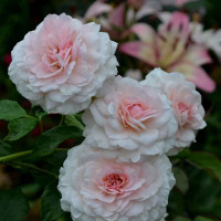 Саженцы Роза парковая Бременские Музыканты