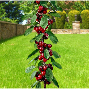 Саженцы Вишня колоновидная Малютка