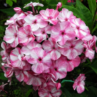 Саженцы Флокс Intriga (Интрига)