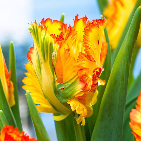 Луковицы Тюльпан попугайный Карибиан Пэррот (в упаковке - 3шт.)