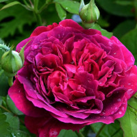 Саженцы Роза английская Вильям Шекспир