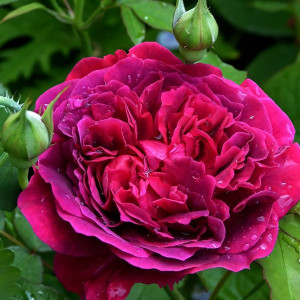 Саженцы Роза английская Вильям Шекспир