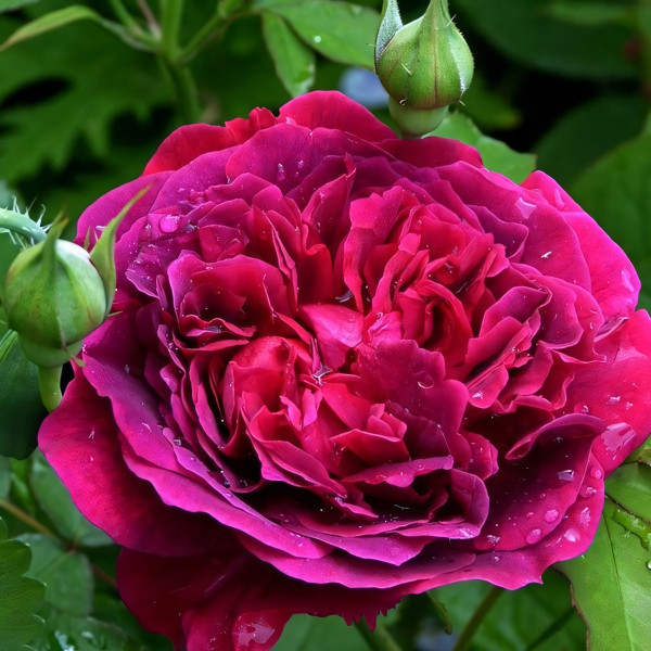 Саженцы Роза английская Вильям Шекспир