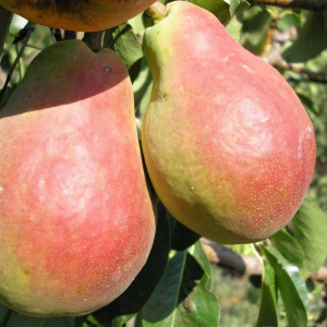 Саженцы Груша Изюминка Крыма