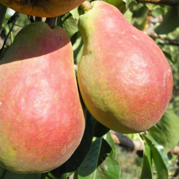 Саженцы Груша Изюминка Крыма