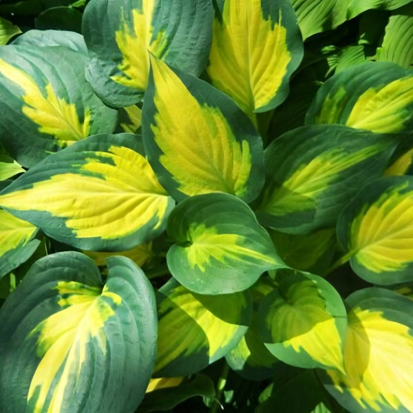 Саженцы Хоста Forbidden Fruit (Фобидден Фрут) L