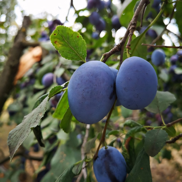 Саженцы Слива Жигули