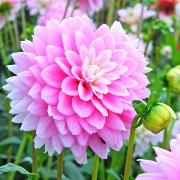 Саженцы Георгина Offshore Dream