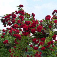 Саженцы Роза плетистая Амадеус