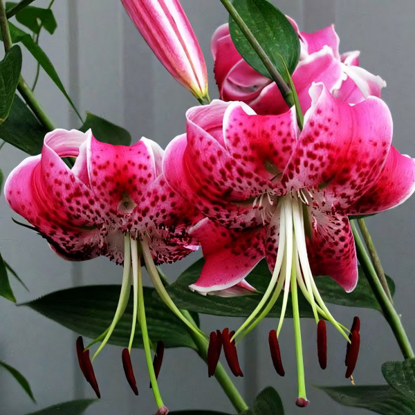 Луковицы  Лилия Speciosum Uchida (Сп. Ушида) (3шт.)