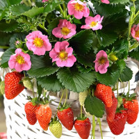 Клубника Пинк Панда 5 шт. в упаковке