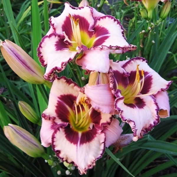 Саженцы Лилейник Purple Flame (Пёпл Флэйм)