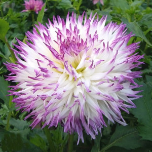 Саженцы Георгина Marlene Joy