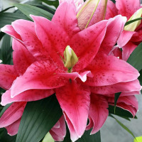 Луковицы  Лилия восточная Roselily Dalinda (Розели Далинда) (3шт.)