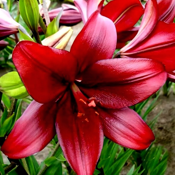 Луковицы  Лилия Constable (3шт.)