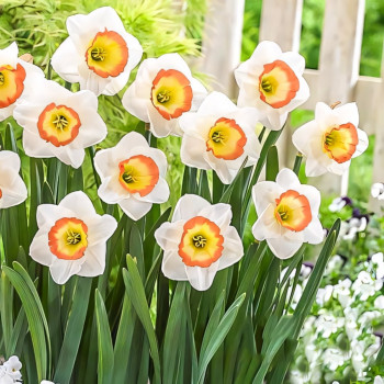 Нарцисс крупноцветковый Найт Кап (в упаковке - 3шт.)