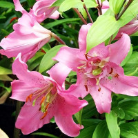 Луковицы  Лилия восточная Farolito (Фаролито) (3шт.)