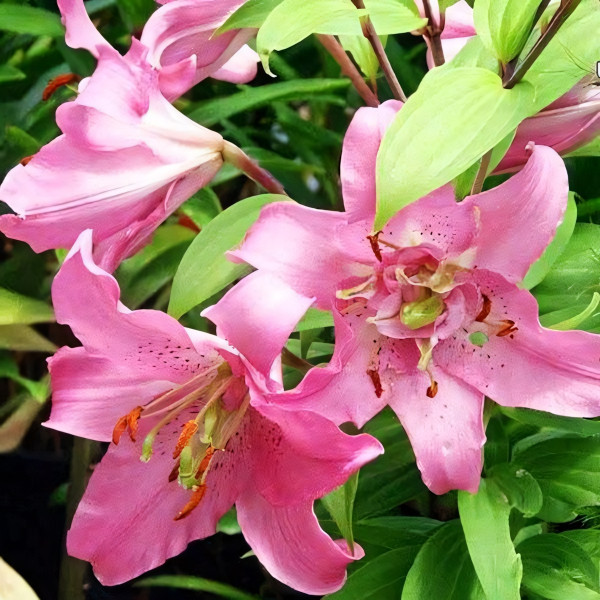 Луковицы  Лилия восточная Farolito (Фаролито) (3шт.)