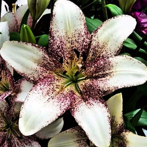 Лилия ЛА гибрид Sweet Zanika (Свит Заника)