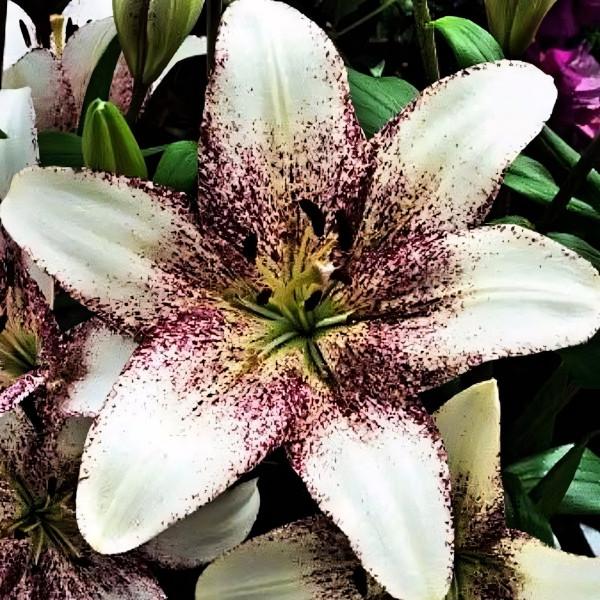 Луковицы  Лилия ЛА гибрид Sweet Zanika (Свит Заника) (3шт.)