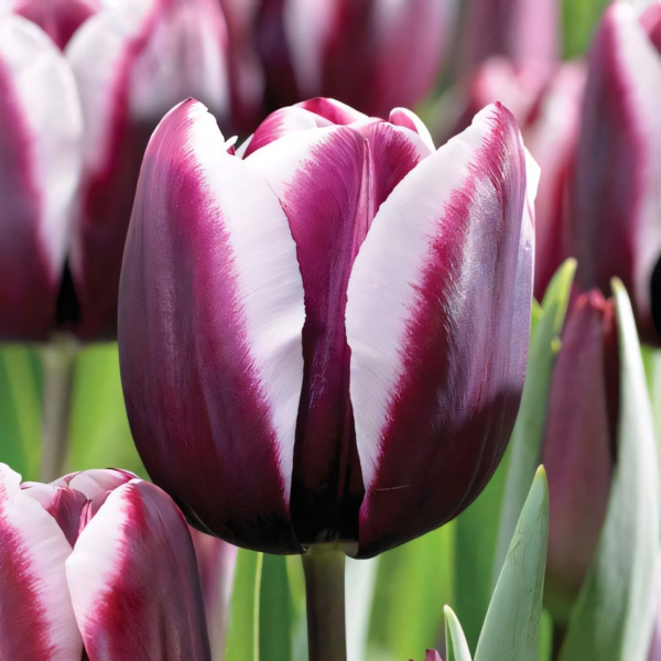 Луковицы Тюльпан Триумф Александр Пушкин (в упаковке - 3шт.)